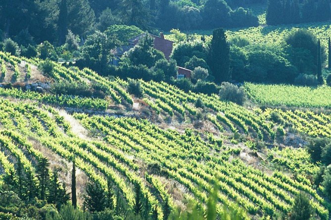 Private Full Day Wine Tour in Provence - Wine Tastings Included