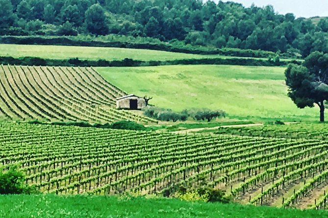 Private Half-Day Languedoc Wine and Oyster Tour From Sète - Traveler Experiences and Reviews