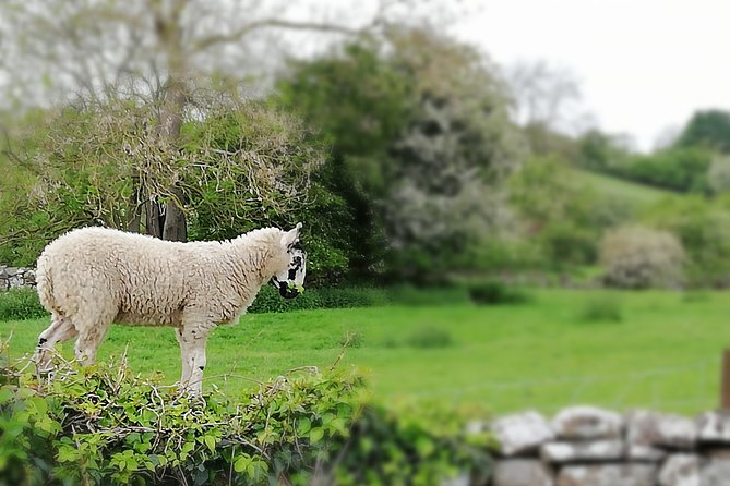 Private Hire: Yorkshire Dales From York in 16 Seater Minibus - Accessibility and Luggage Storage