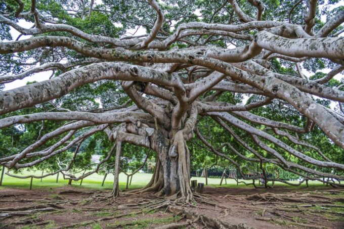 Private Pinnawala & Kandy Day Tour From Negombo - Additional Attractions