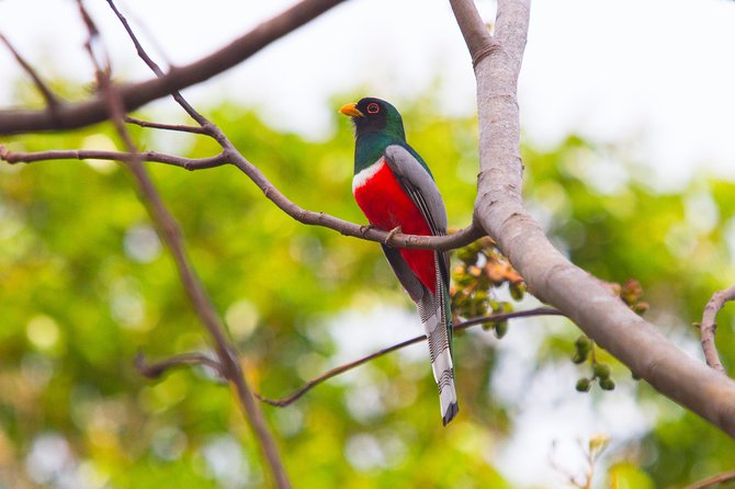Private Rincón De La Vieja Bird Watching Tour - Guided Birdwatching Insights