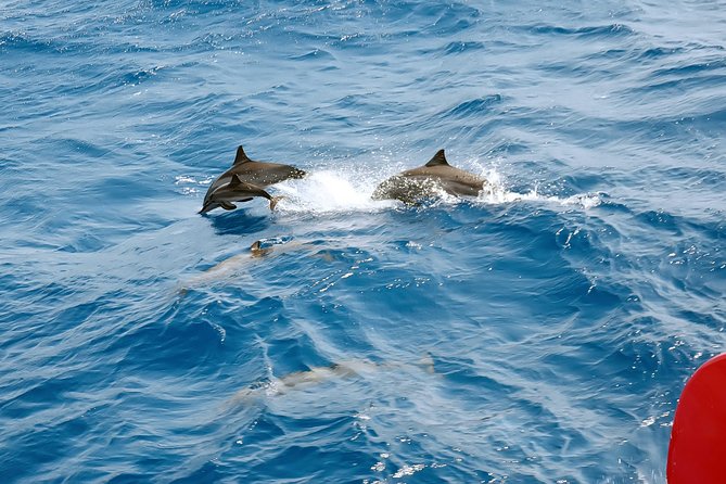 Private Speed Boat to Magawish Islands Hidden Wonders - Hurghada - Customer Reviews and Insights