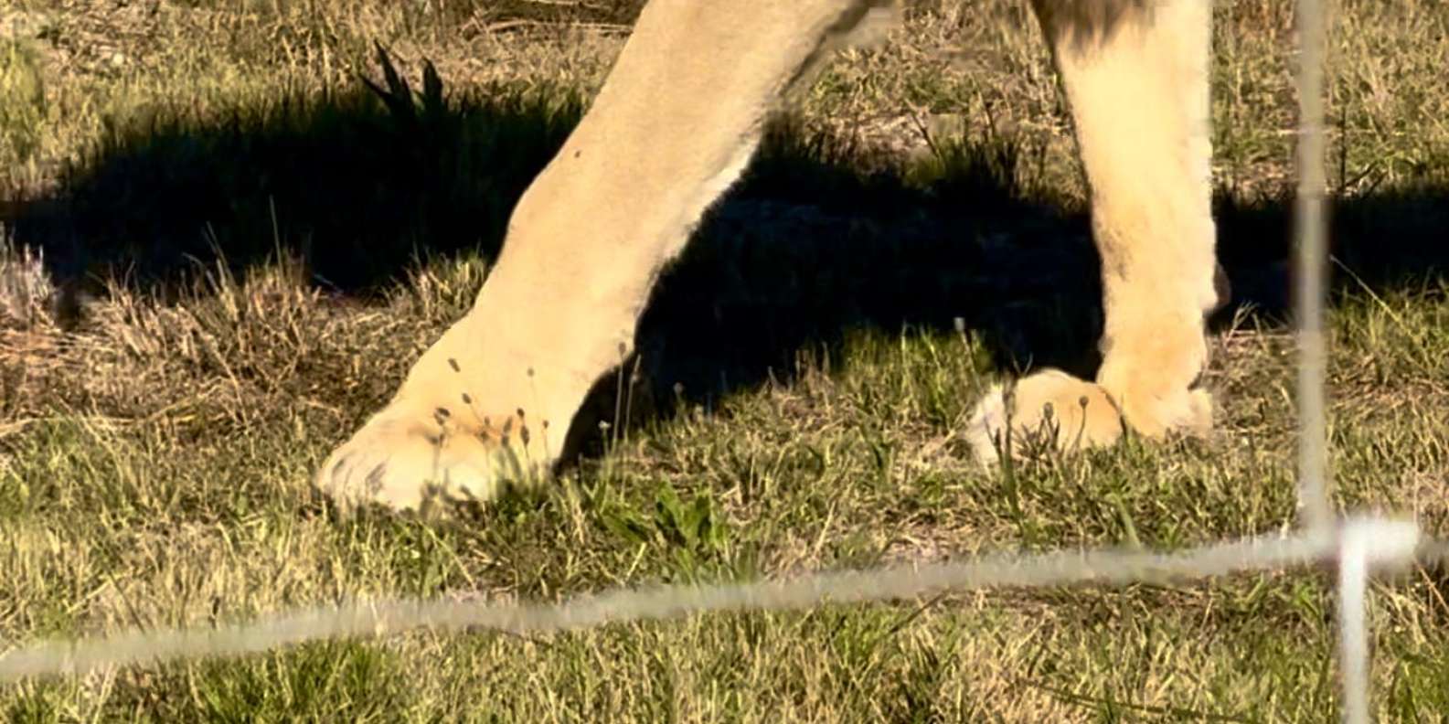 Private Tour: Cape Town Wildlife -Watch Lion Feeding Session - Lourensford Wine Tasting