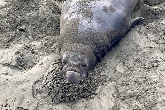 Private Tour of Californias Central Coast (San Luis Obispo-Paso Robles-Cambria) - Booking and Flexibility Options