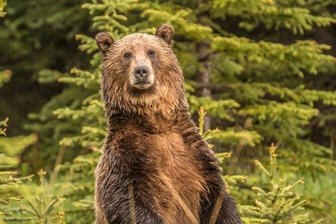Private Tour: The Best of Banff National Park - Half Day - Pickup and Start Time