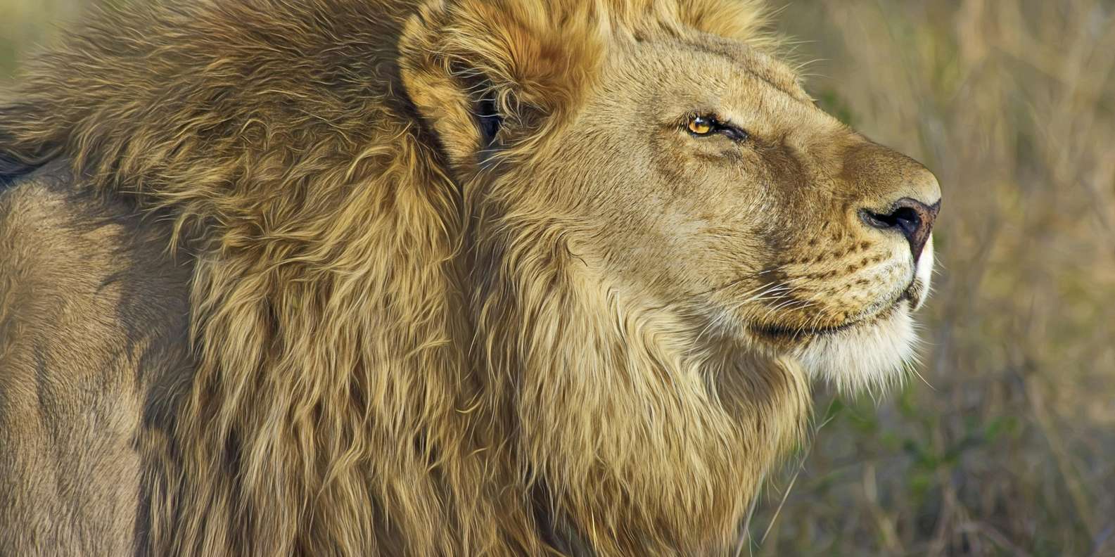 Private Tour: Witness Lion Feeding Up Close - Book Now! - The Sum Up