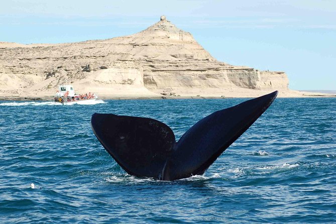 Puerto Madryn: Peninsula Valdes National Park Day Trip - Duration and Schedule