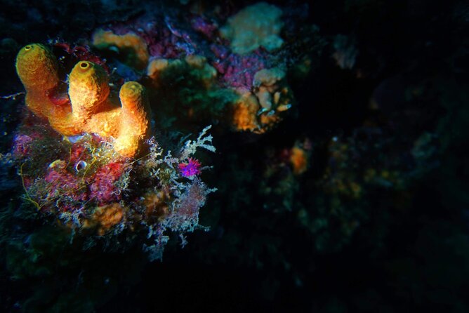 Pula Boat Trip With Snorkeling - Pricing and Cancellation Policy