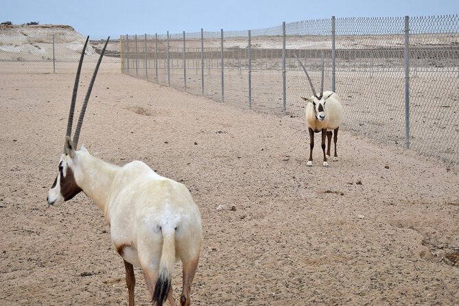 Qatar West Coast Tour to Richard Serra Sculpture and Mushroom Rock Formation - Camel Racing Insights