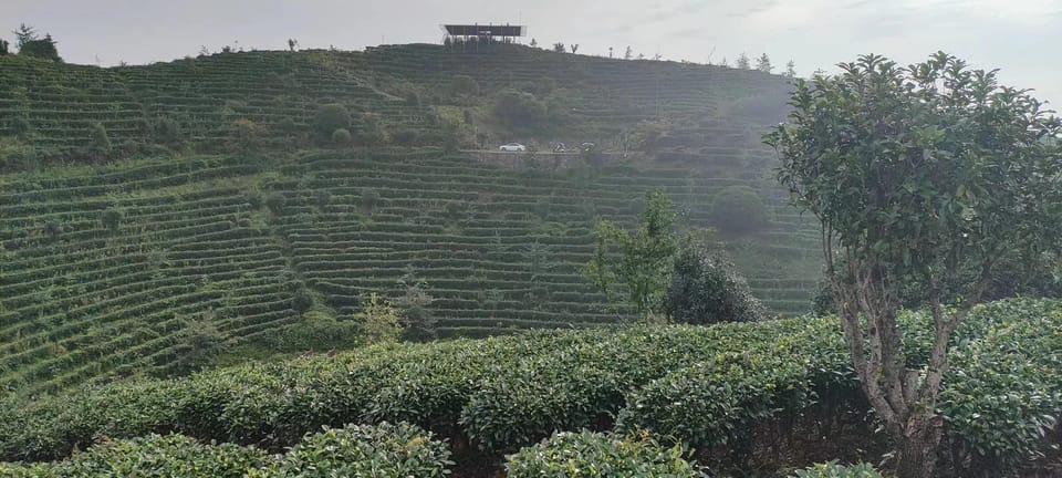 Qixianfeng Tea Plantation Tour in Yangshuo - Tea Plantation Details