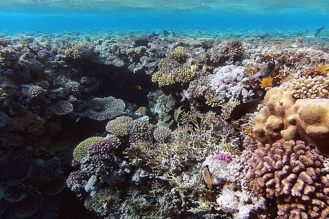 Ras Mohammed Full Day Sea Trip With Lunch by Boat Sharm El-Sheikh - Snorkeling in Coral Reefs