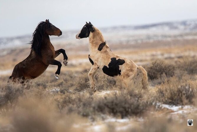 Red Canyon Wild Mustang Van or Bus Tours For Large Groups 5 PM - Wildlife Sighting Variability