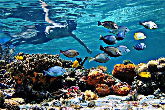 Reef Snorkel & Ocean Paddle Adventure in Fort Lauderdale Beach - Accessibility and Convenience