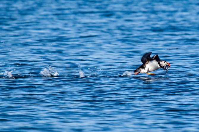 Reykjavik Shore Excursion: Puffin Sightseeing Cruise - Recommended Start Times