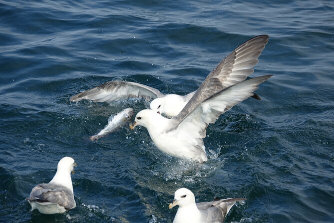 Reykjaviks Finest Catch: Guided Sea Angling Tour for All Levels - Recommendations for Fishing Enthusiasts