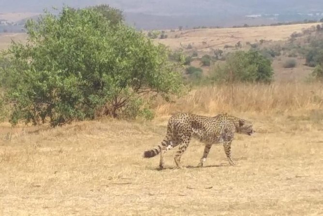 Rhino & Lion Nature Reserve - Pricing and Booking Options