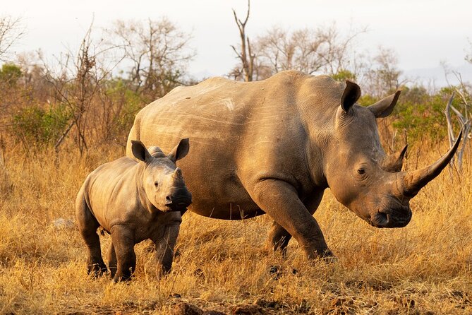 Rhino Walk - Traveler Reviews and Feedback