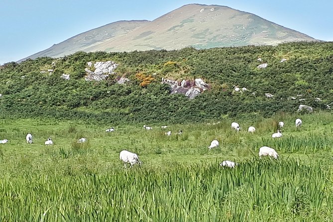 Ring of Kerry Private Day Tour - Traveler Photo Opportunities