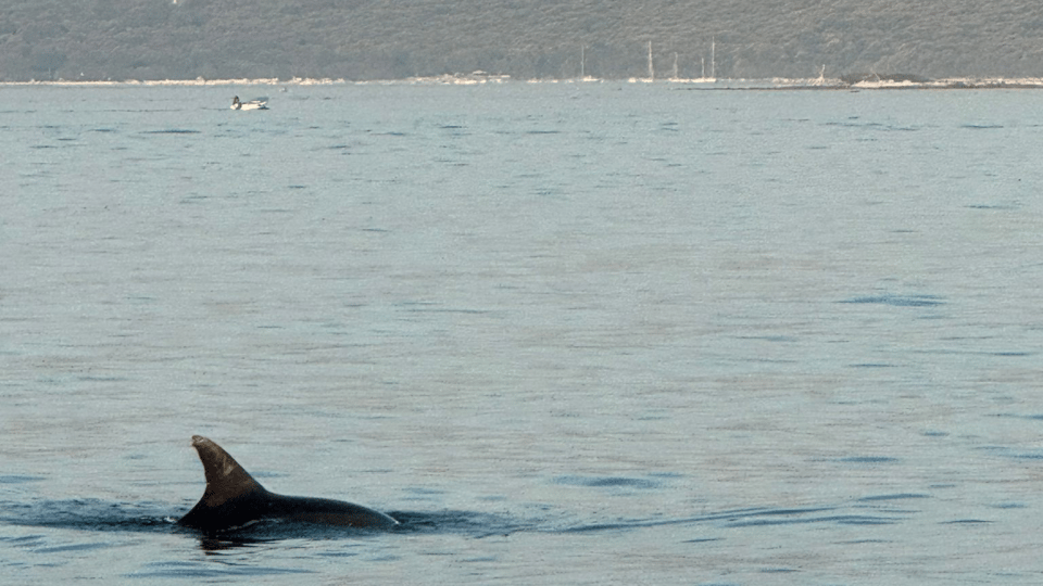 Rovinj: Family Friendly Dolphin Watching Tour - Frequently Asked Questions