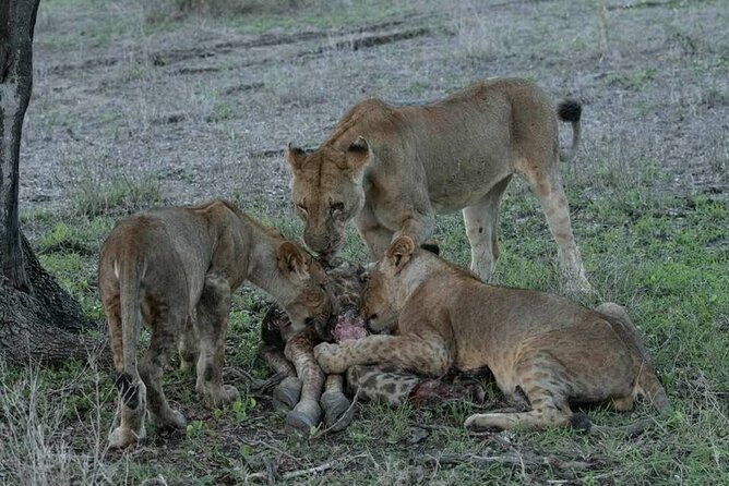 Safari Serengeti And Ngorongoro - Cultural Engagement