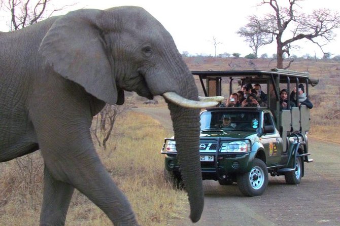 Safaris in Kruger National Park Full Day - Wildlife Viewing Highlights