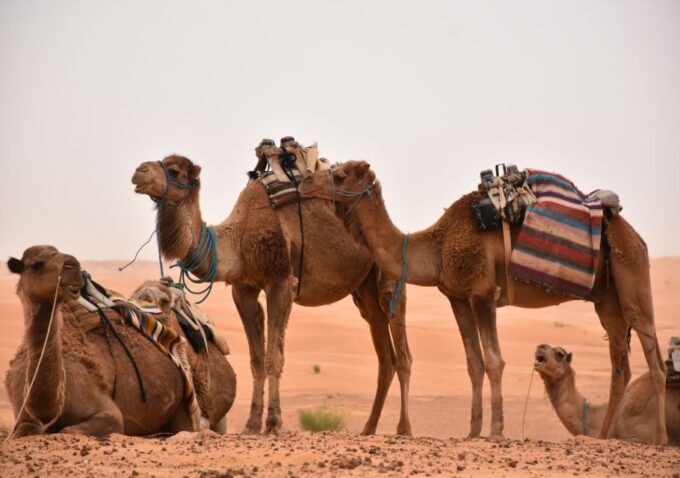 Sahara Desert: 2-Day Tour With Food and a Night in a Tent - Cancellation and Refund Policy
