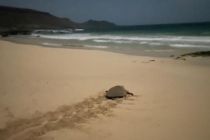 Sal Island: Sea Turtle Experience From Santa Maria - Conservation and Biodiversity Efforts