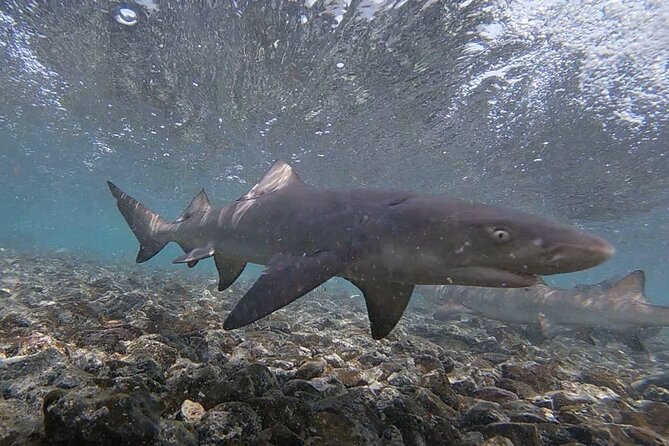 Sal Island: Shark Bay Shark Watching Experience From Santa Maria - What to Expect During the Tour