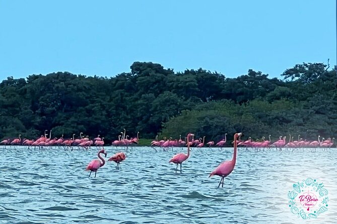 Sanctuary Los Flamingos Tour - Guajira Lunch and Cultural Immersion