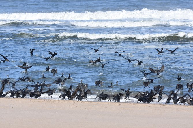 Sandwich Harbour Adventure: Seals and Sandwich Harbour Dune Drive - Accessibility and Participation