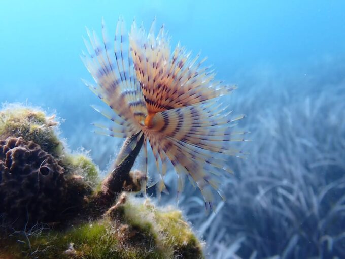 Santorini: Scuba Diving - Pricing and Booking