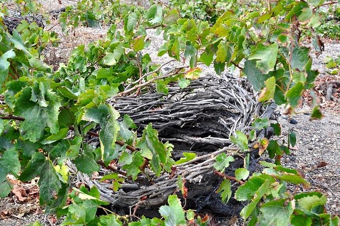 Santorini Wine Tasting and History Small Group Tour - Wine Culture Exploration