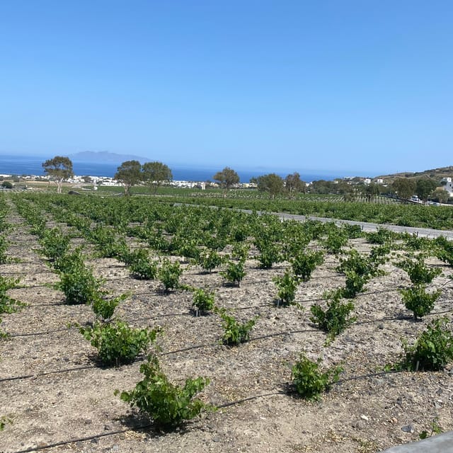Santorini:Privet Highlights Tour With Wine Tasting - Akrotiri Excavation Museum