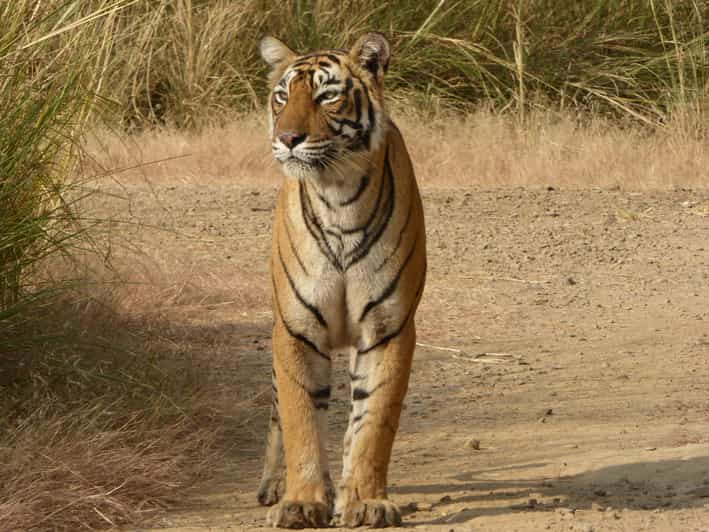 Sawai Madhopur: Ranthambore National Park Safari - Customer Reviews