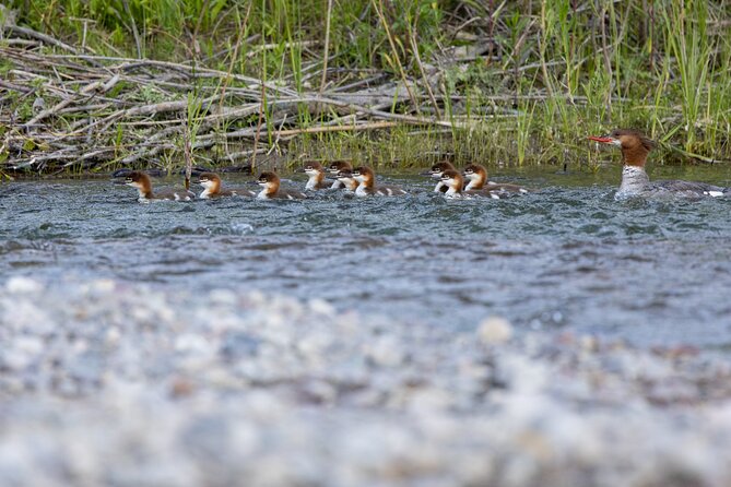 Scenic Wildlife Float Trip With Teton Views - Traveler Experiences and Reviews