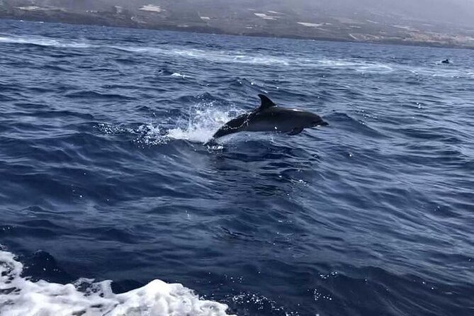 SEA SAFARI Dolphins,Whales, Snorkeling, Snack, Drink, 3h Private - Observing Marine Life