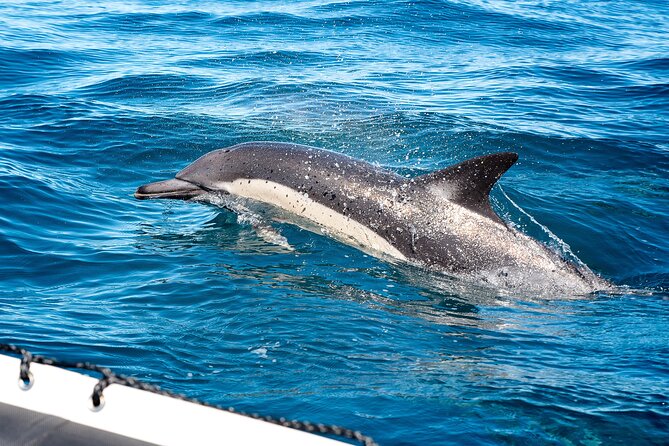 Seal Snorkeling Experience in Cape Town - Booking Information