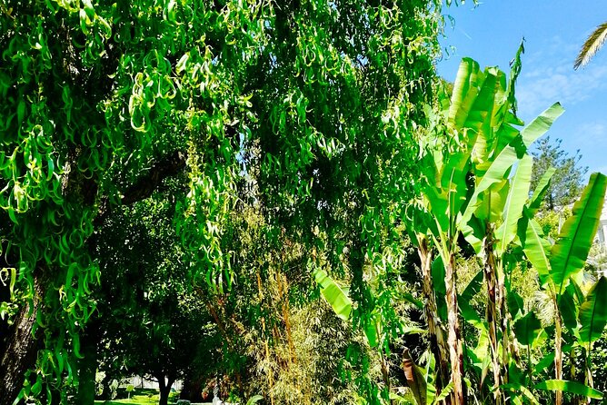 Secret Monaco : Hidden Gems, Art & Monumental Trees - Traveler Experiences and Feedback