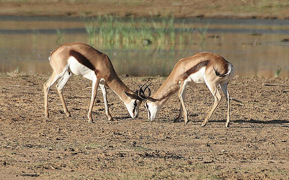 Self Drive Aquila Safari Reserve Early Morning Game Drive - Additional Experiences and Services