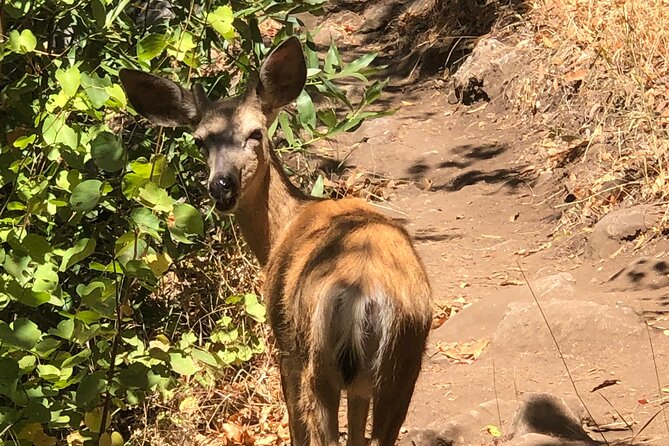 Sequoia National Park Adventure From Tulare - What to Bring and Prepare