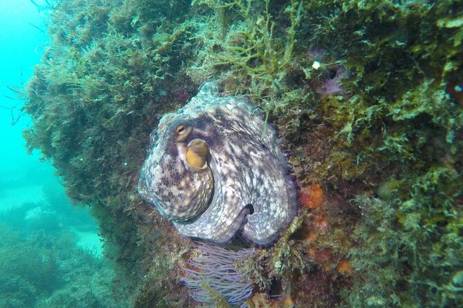 Sesimbra Small-Group Snorkeling Tour  - Setubal District - Included Gear and Amenities