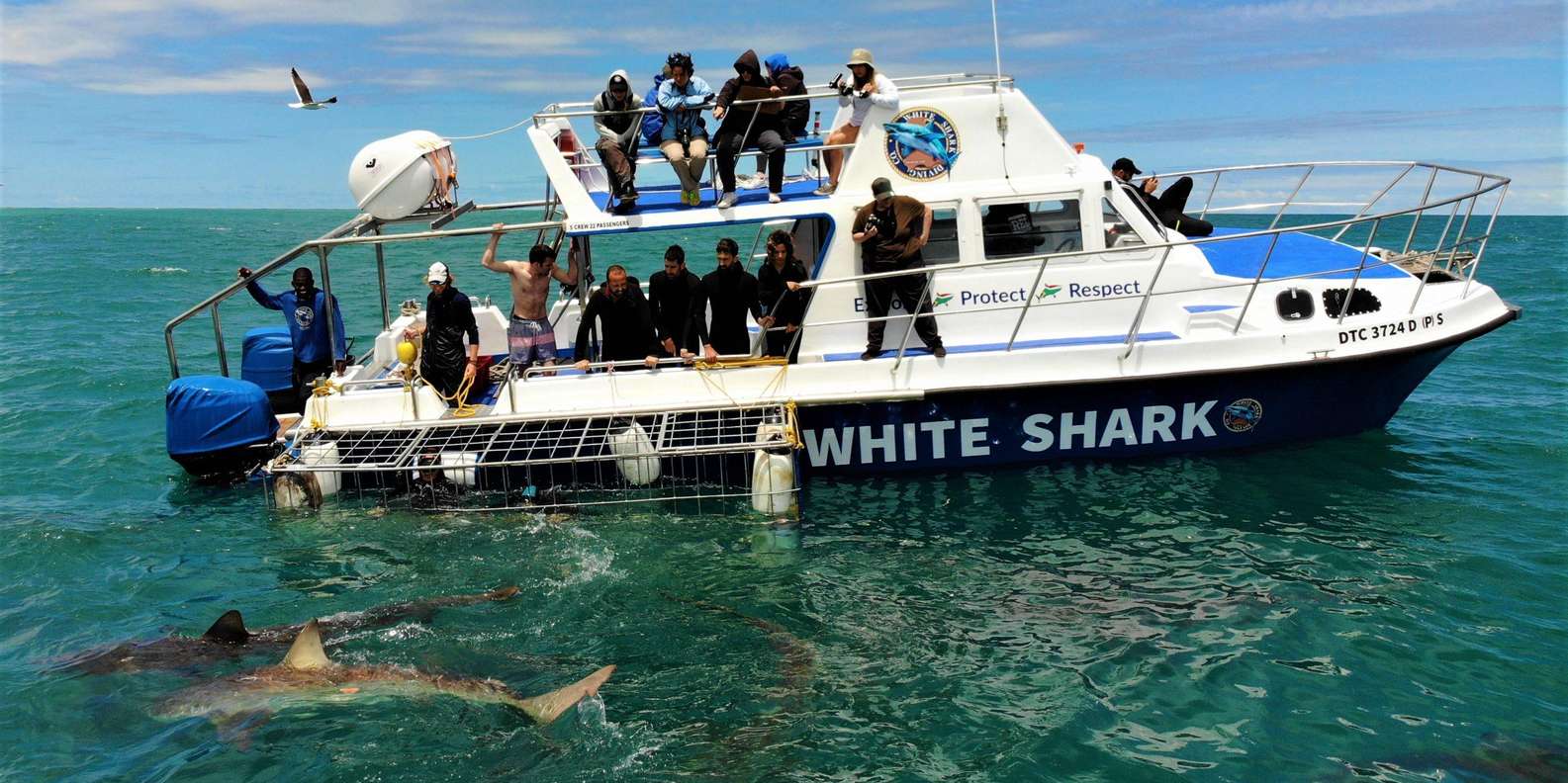 Shark Cage Diving With Transport From Cape Town - Safety Precautions