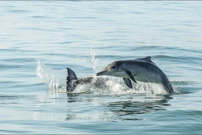 Shark Diving Full Day Guided Return Transfer to Gansbaai From Cape Town - Shark Cage Diving