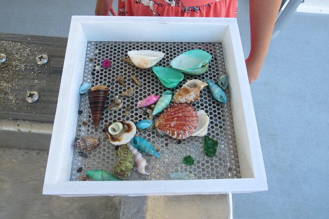 Shark Teeth and Shells, Dolphin and Shelling Tour Boat Clearwater Beach - Overall Experience