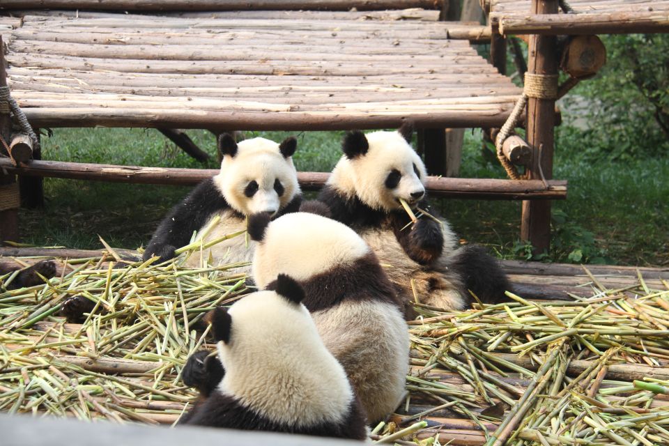 Sichuan: Big Panda Volunteer Day Tour - Pricing and Inclusions