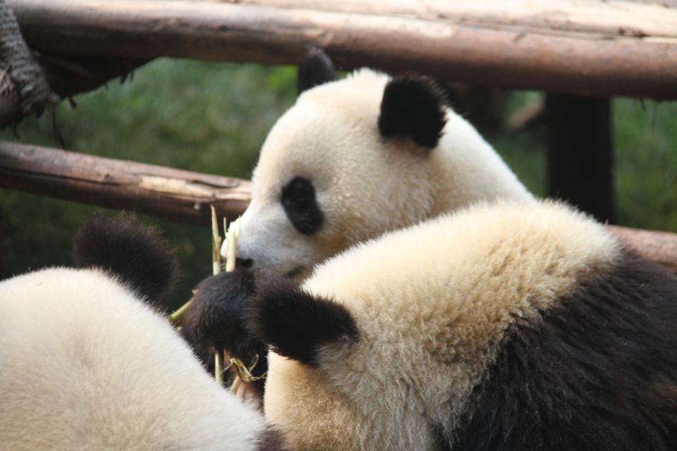 Sichuan: Giant Panda and Leshan Buddha Sall Group Day Tour - Pricing and Cancellation