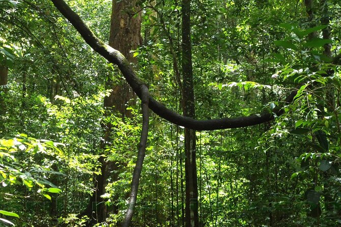 Sinharaja Trekking Trip From Bentota/Kalutara/Hikkaduwa/Galle - Preparation and Packing Tips