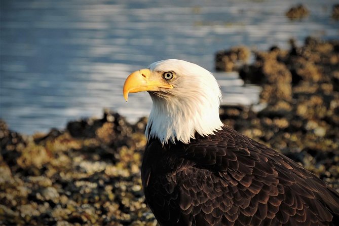 Sitka Scenic Tour - Accessibility and Recommendations
