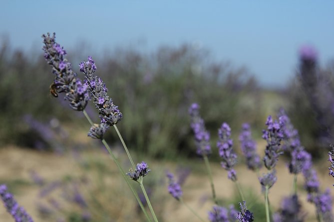 Small Group Marseille Shore Excursion: Lavender Tour - Group Size and Accessibility