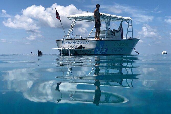 Snorkel, Sandbar & Dolphin Excursion - What to Expect